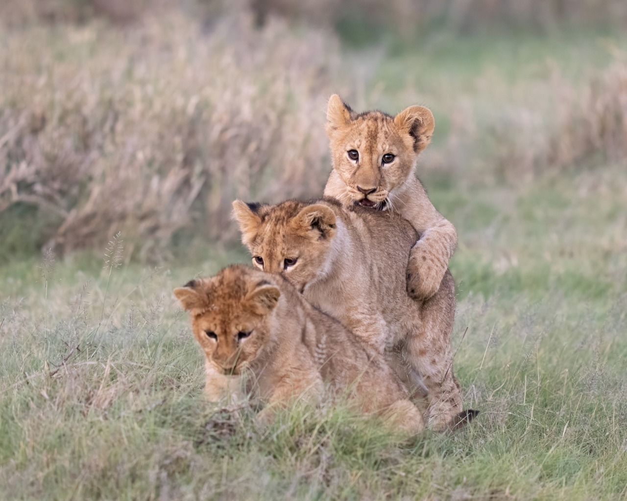 Africa