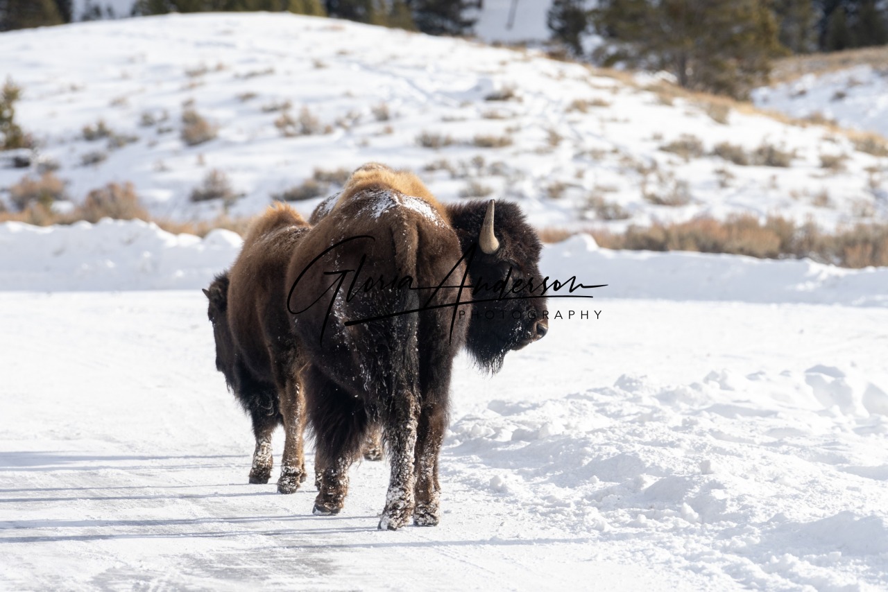 Yellowstone