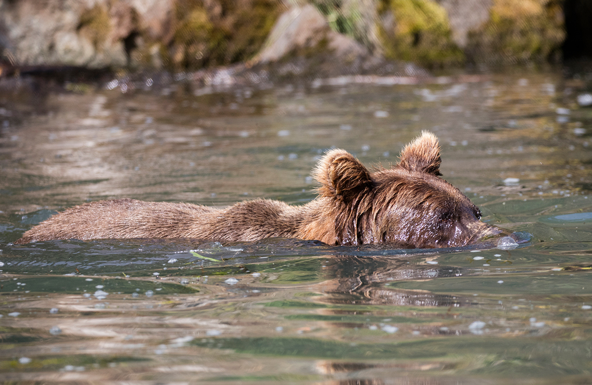 Coastal Brown Bear snoreling for fish