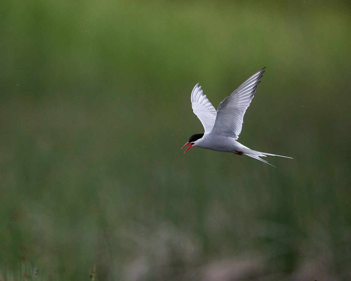 Arctic Tern, Potters Marsh AK