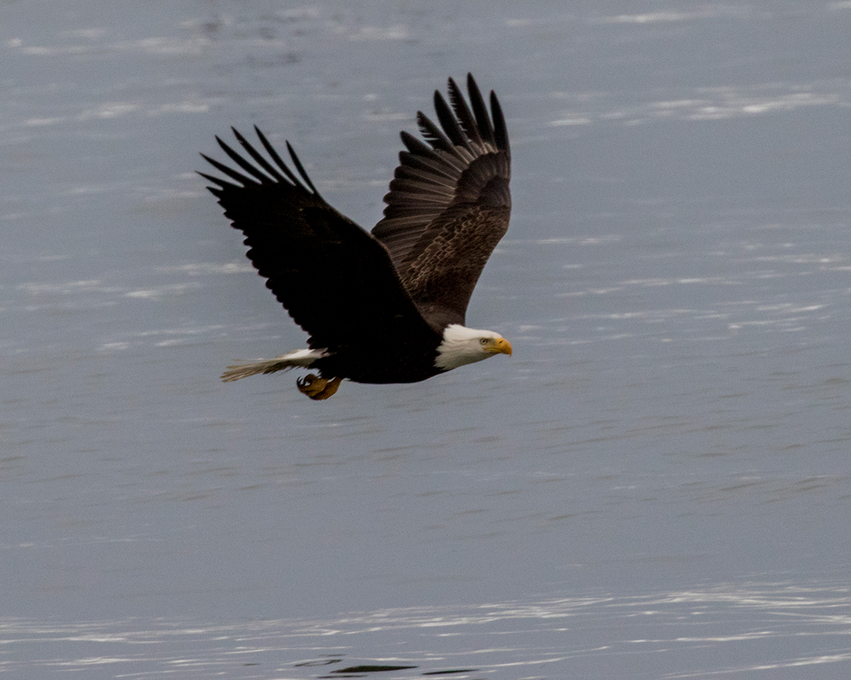 Bald Eagle flying over the ocean