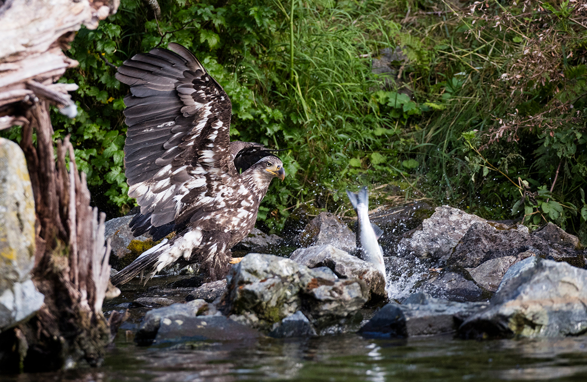 Juvenile Bald Eagle fishing in the creek