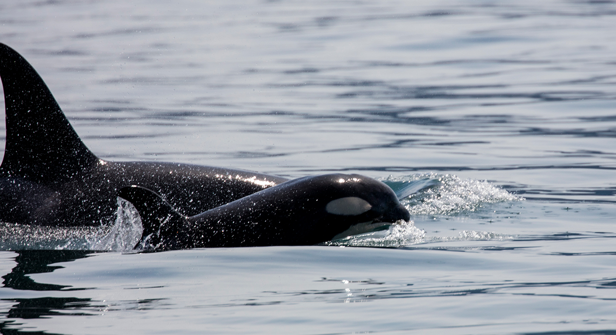 Orca - Killer Whales, Gulf of Alaska